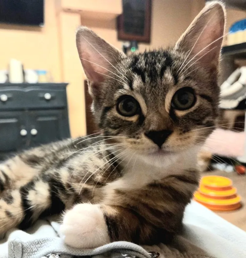 A baby medium-sized male Tabby cat named Rinalto for adoption in Wayne, NJ