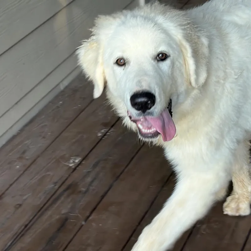 A baby extra large-sized female White / Cream Great Pyrenees dog named Dallas for adoption in St. Clair, MO