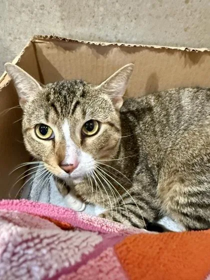 A young small-sized male Domestic Short Hair cat named Booboo for adoption in Honolulu, HI