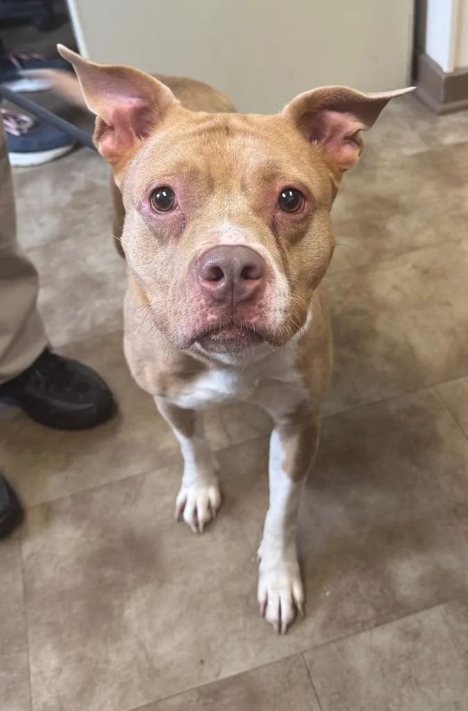 A young medium-sized female American Staffordshire Terrier dog named Liberty for adoption in Springfield, OH
