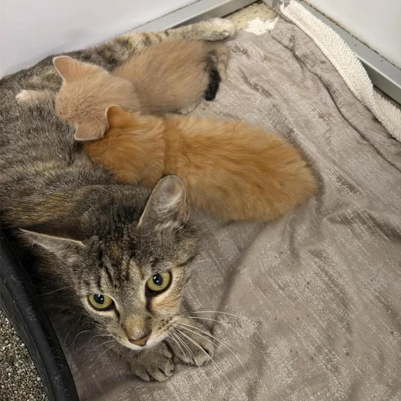 An adult small-sized female Brown / Chocolate Domestic Short Hair cat named Tanya In Arnold for adoption in Alexandria, VA