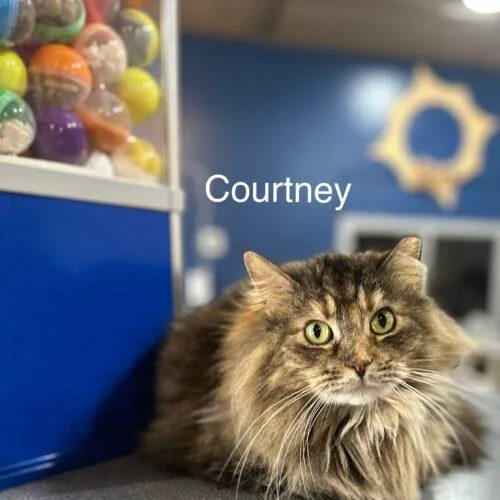 Courtney