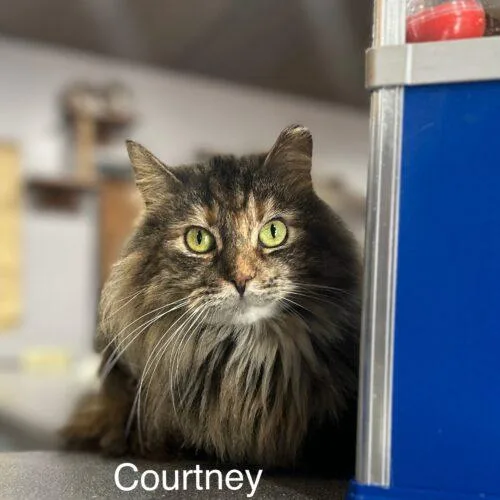 Courtney thumbnail 2