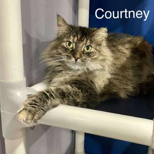 Courtney thumbnail 5