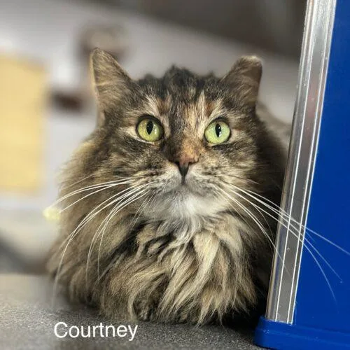 Courtney thumbnail 6