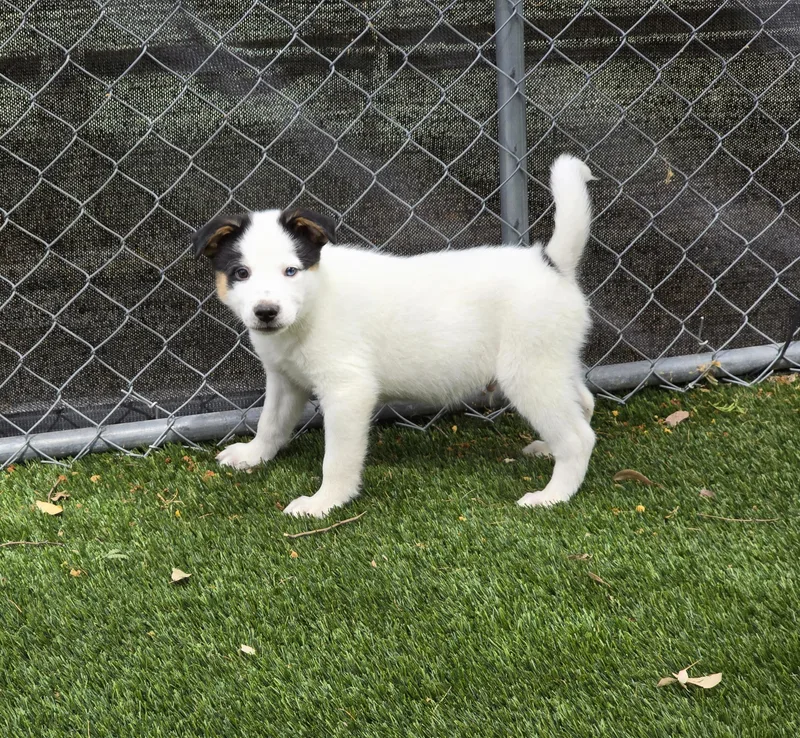 Percival thumbnail 2