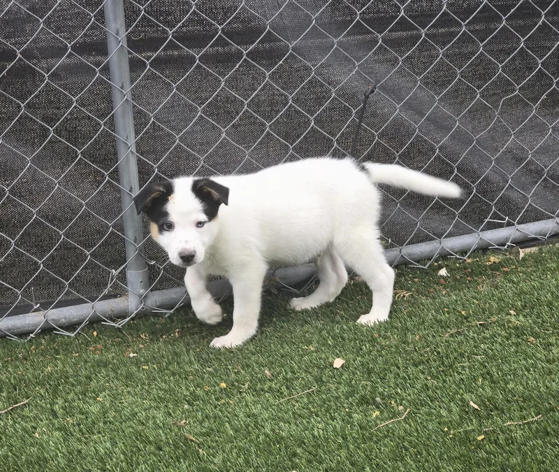 Percival thumbnail 3