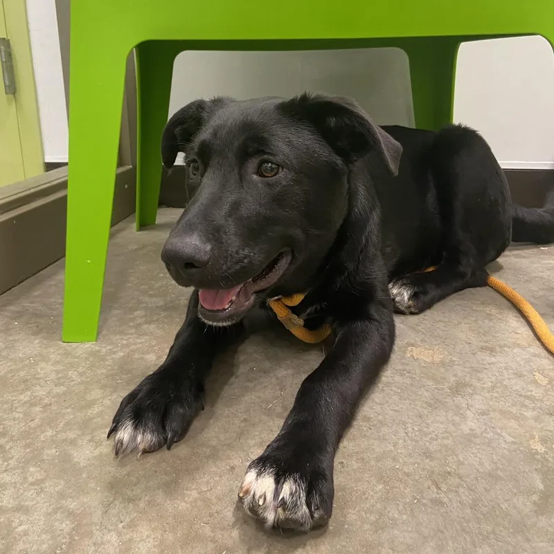 A baby large-sized female Black Mixed Breed dog named Asta for adoption in Washington Township, OH