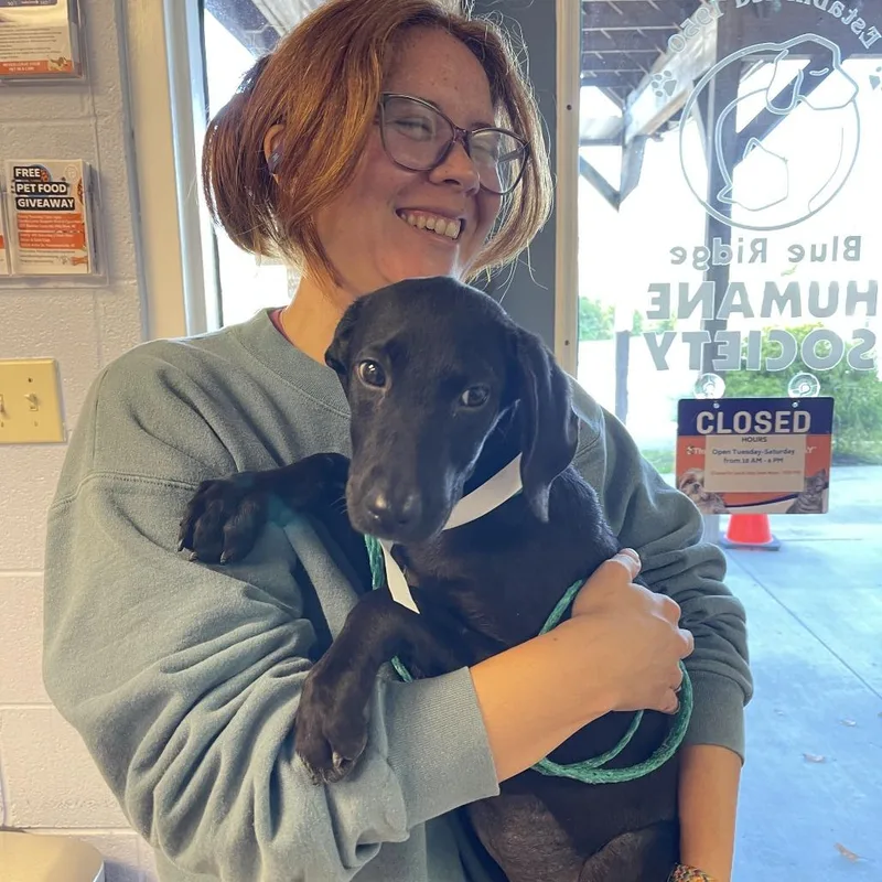 A baby medium-sized female Mixed Breed dog named Starburst for adoption in Hendersonville, NC