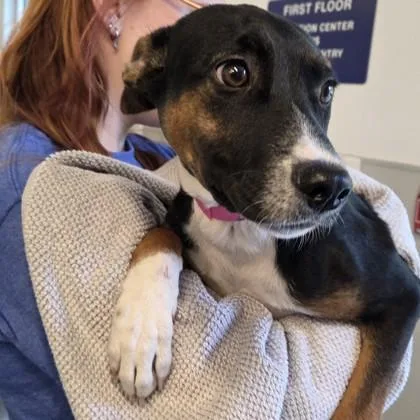 A baby medium-sized female Shepherd dog named Zara for adoption in Voorhees, NJ