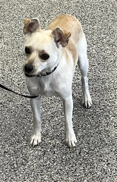 A young small-sized male Chihuahua dog named A for adoption in Palmetto, FL