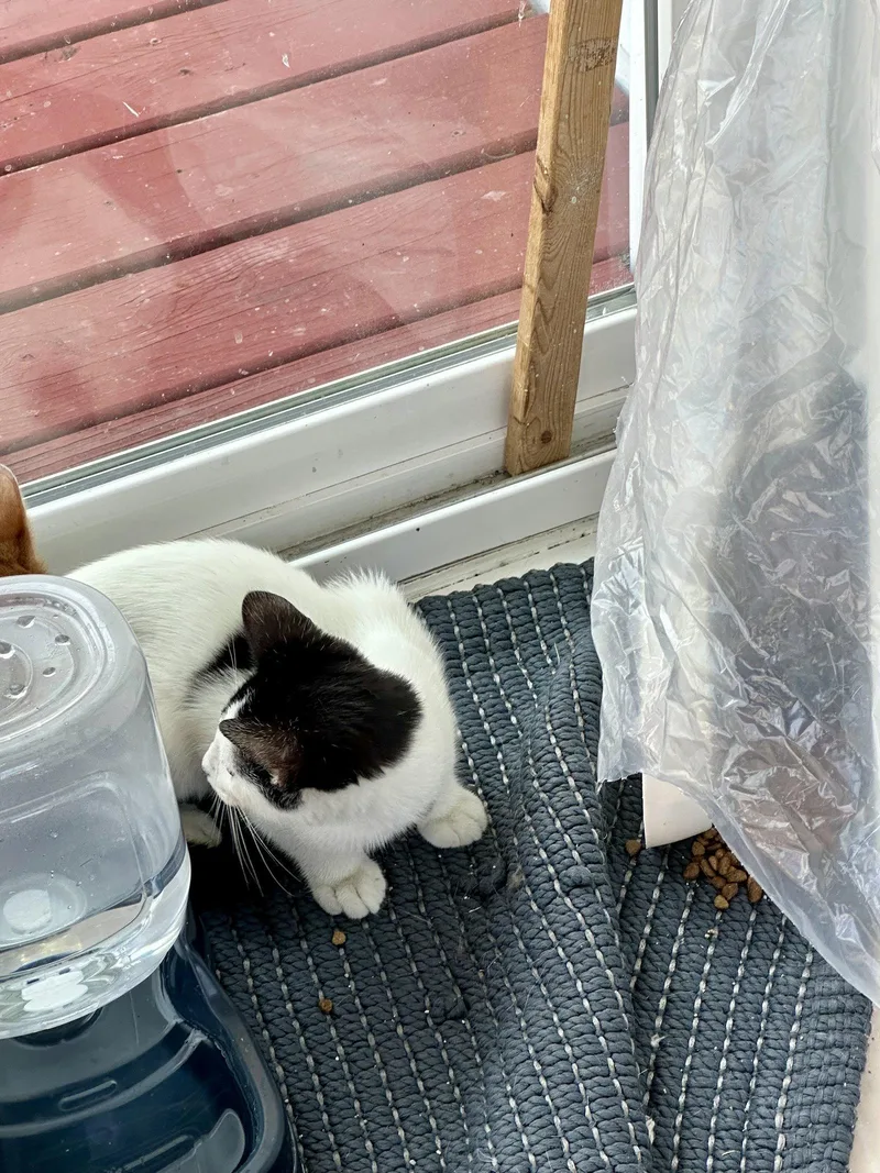 A young small-sized male Black & White / Tuxedo Domestic Short Hair cat named Isaac for adoption in Virginia Beach, VA