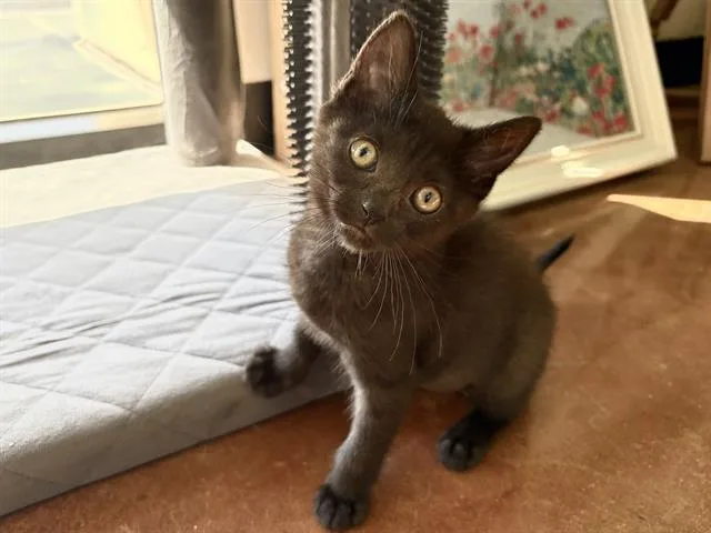 A baby small-sized female Domestic Short Hair cat named Eris for adoption in Santa Clara, CA
