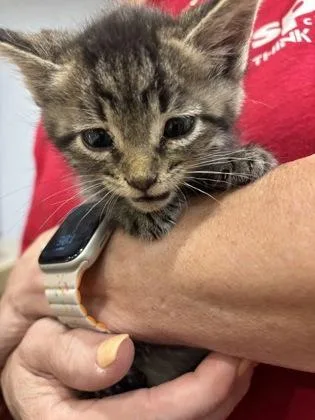 A baby small-sized male Domestic Short Hair cat named Cedar for adoption in Cincinnati, OH