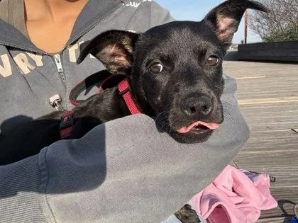 A baby medium-sized female Mixed Breed dog named Joy for adoption in Washington, DC