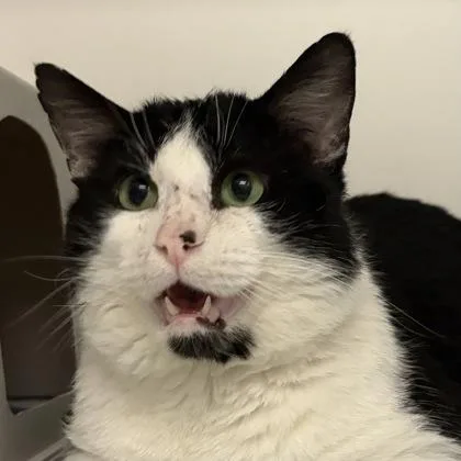 An adult medium-sized male Domestic Short Hair cat named Kazoo for adoption in Janesville, WI