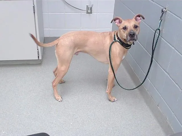 An adult large-sized male Boxer dog named Niko for adoption in Omaha, NE