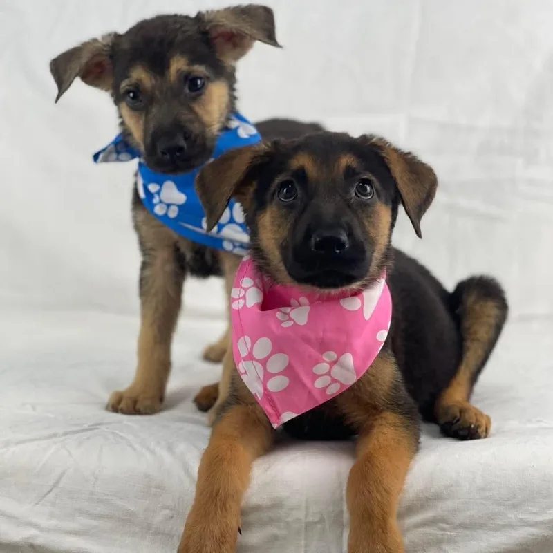 A baby medium-sized female German Shepherd Dog dog named Danish Gs for adoption in Allen, TX