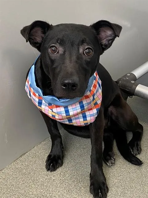 A young small-sized female Labrador Retriever dog named Pearl for adoption in Fayetteville, NC