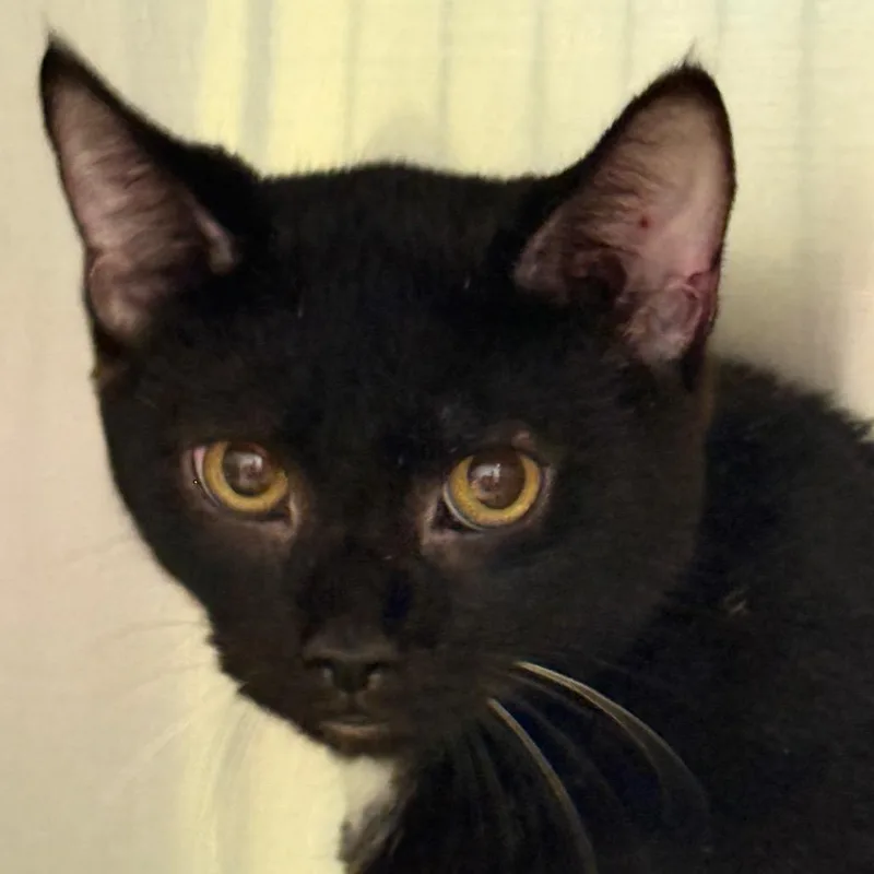 An adult medium-sized male Domestic Short Hair cat named Sylas for adoption in Perkiomenville, PA