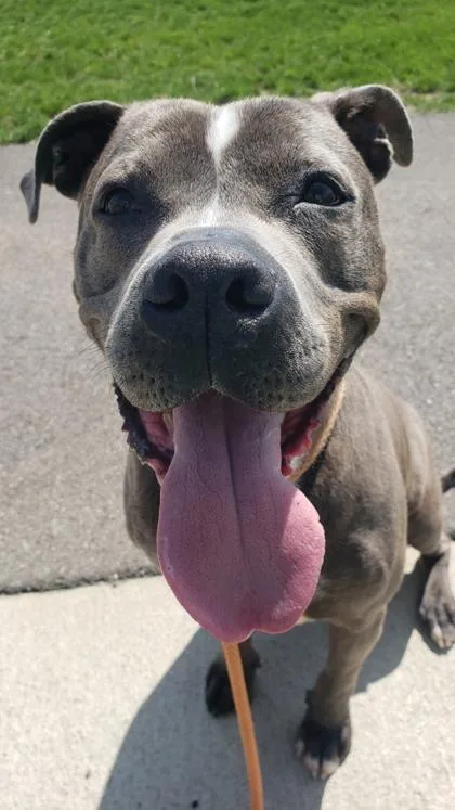 An adult large-sized male Pit Bull Terrier dog named Marlo for adoption in Columbus, IN