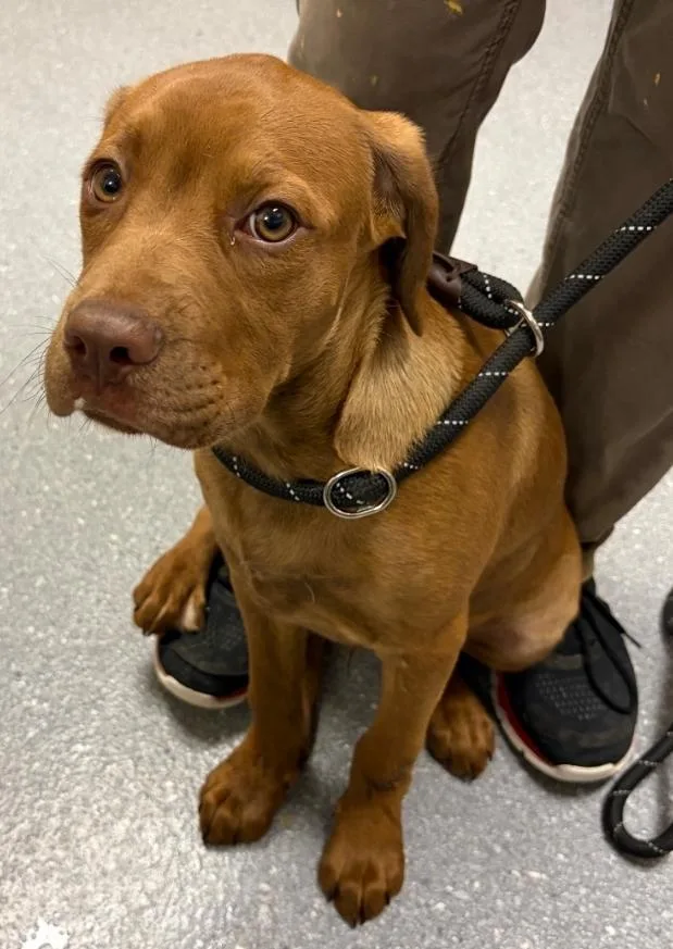A baby large-sized male Labrador Retriever dog named Josh for adoption in Greenfield, IN