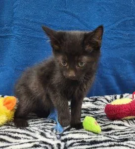 A young medium-sized female Domestic Short Hair cat named Leila for adoption in Bucyrus, OH