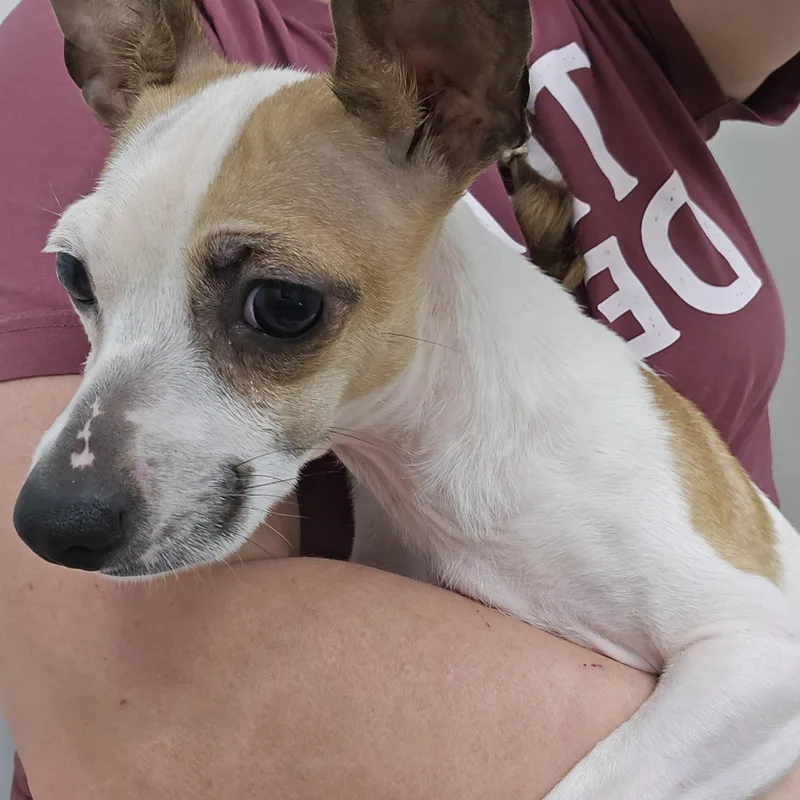 A young small-sized female Tricolor (Brown, Black, & White) Rat Terrier dog named GiGi for adoption in Athens, AL