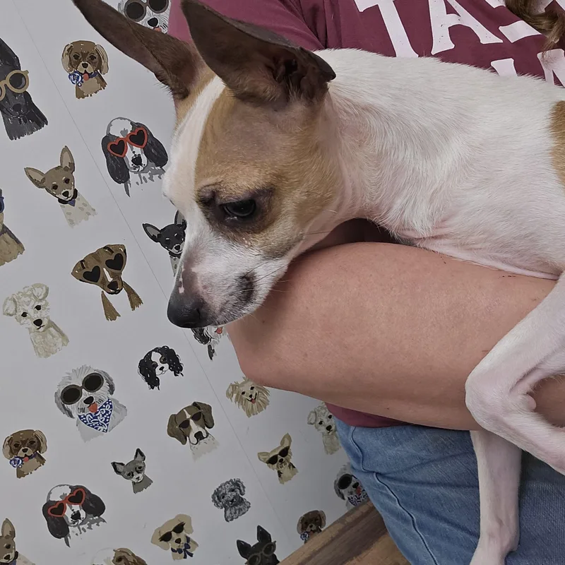 GiGi thumbnail 2