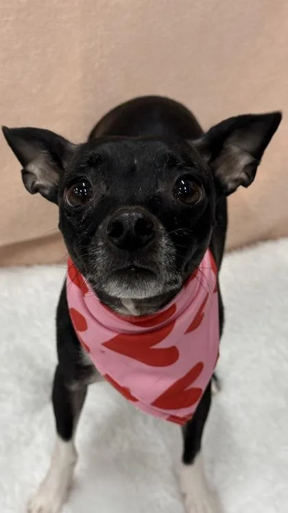 Gardenia thumbnail 2