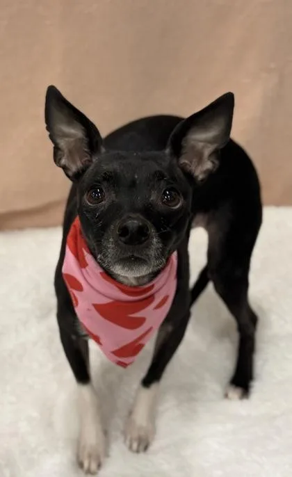 Gardenia thumbnail 3