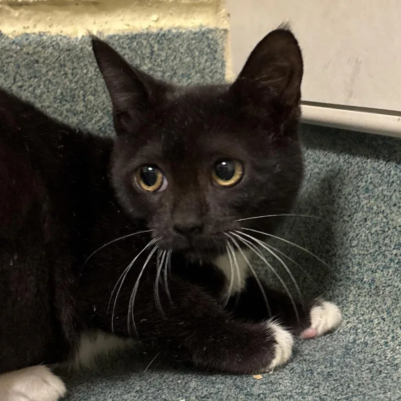 A baby small-sized female Black Domestic Short Hair cat named Marsha for adoption in Naples, FL