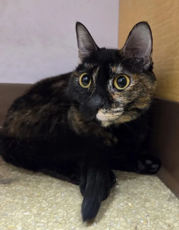 An adult small-sized female Domestic Short Hair cat named Izzy for adoption in Vancouver, WA