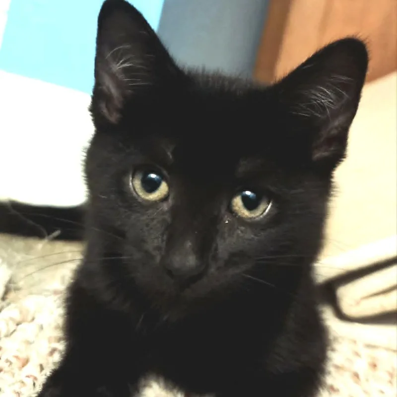 A baby small-sized male Black Domestic Short Hair cat named Phineas for adoption in West Olive, MI
