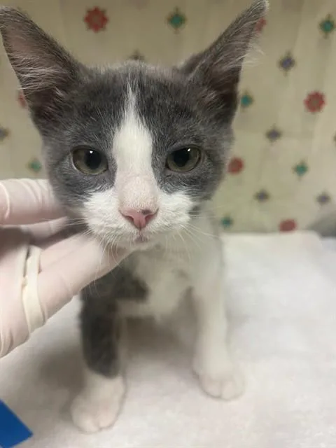 A young small-sized male Domestic Short Hair cat named Skyline for adoption in Riverside, CA