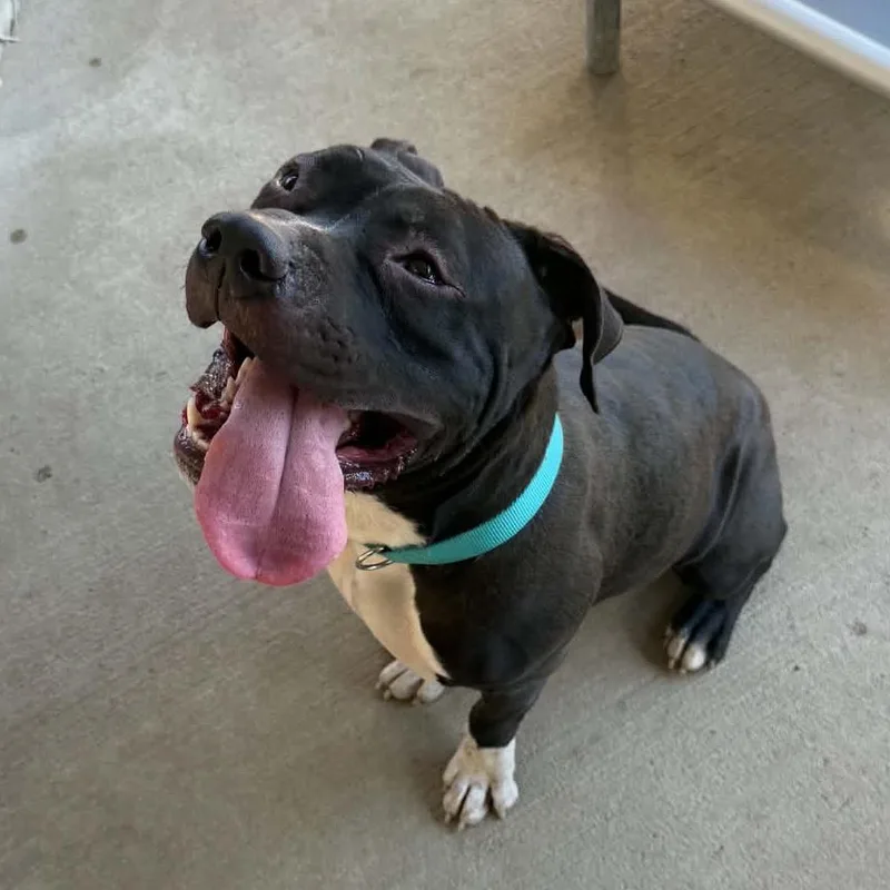 An adult small-sized male Black Mixed Breed dog named Joe . Stray Hold for adoption in Huntington, WV