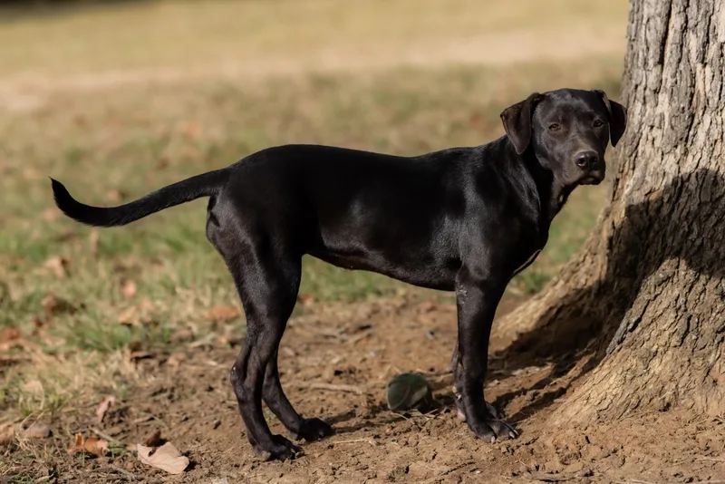 A baby medium-sized female Black Labrador Retriever dog named Brandy for adoption in Okolona, MS