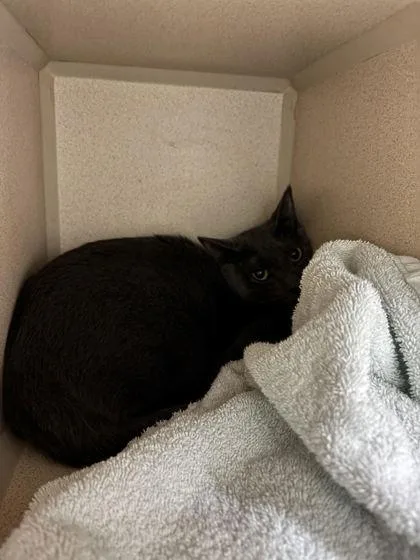 A young medium-sized male Gray / Blue / Silver Domestic Short Hair cat named Hip Hop for adoption in Steamboat Springs, CO