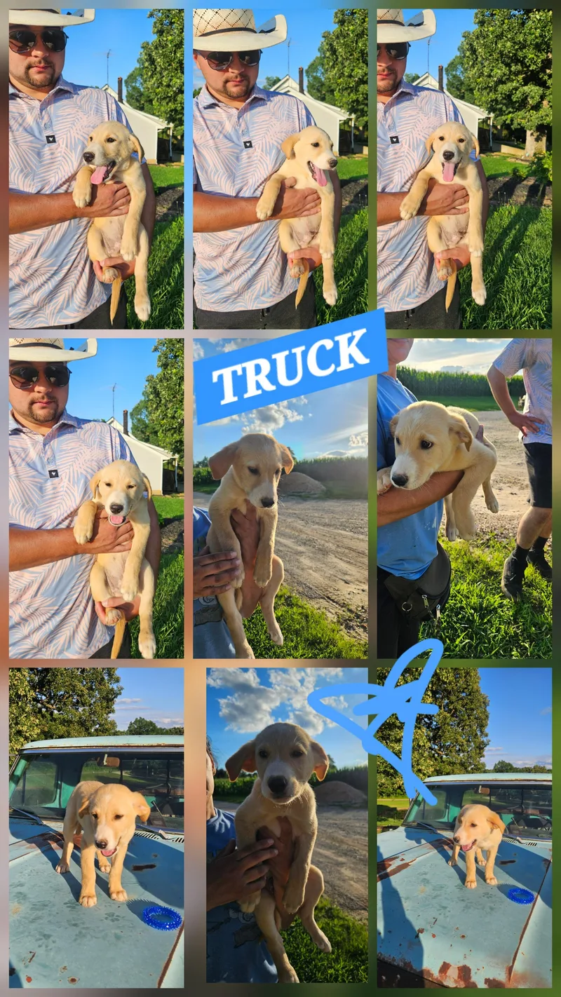 Truck thumbnail 3