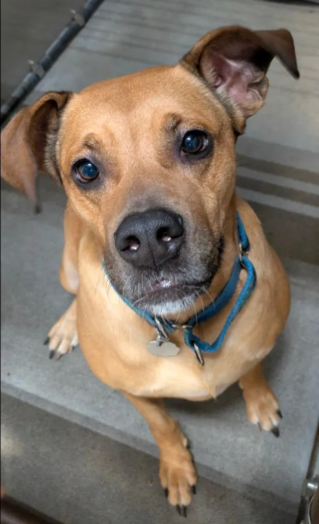 An adult medium-sized female Pit Bull Terrier dog named Bayanetta for adoption in Kodiak, AK