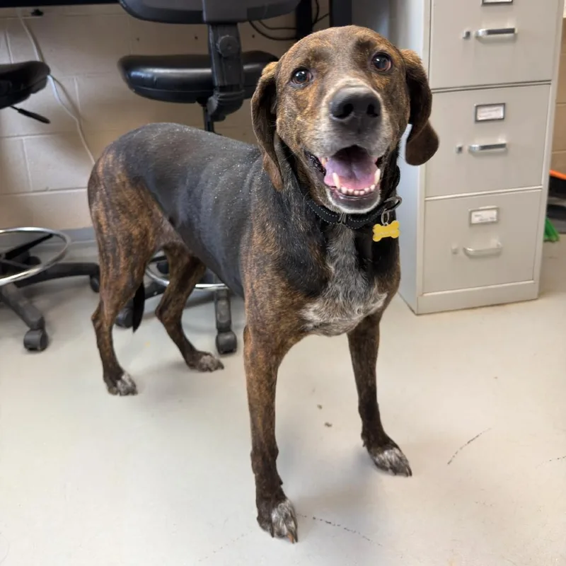 An adult large-sized female Black Plott Hound dog named Kaiya for adoption in Troy, VA