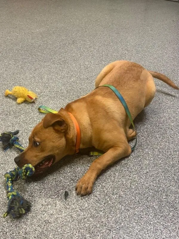 An adult large-sized male Golden Mixed Breed dog named Russell for adoption in Cincinnati, OH