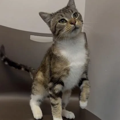 A young small-sized male Domestic Short Hair cat named Shaboozey for adoption in Janesville, WI