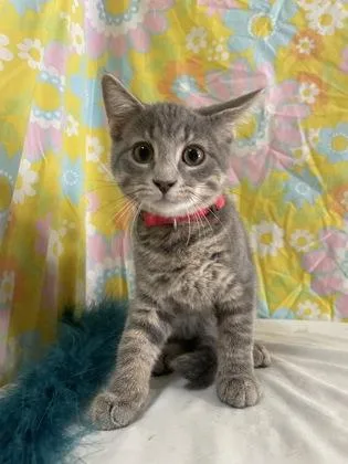 Torrocat thumbnail 3