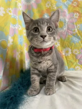 Torrocat thumbnail 4