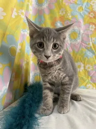 Torrocat thumbnail 6