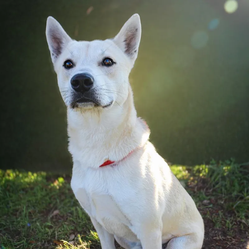 An adult medium-sized male White / Cream Mixed Breed dog named Tanner for adoption in Springboro, OH
