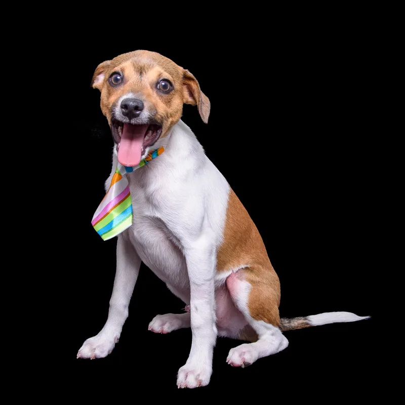 A baby small-sized male Brown / Chocolate Chihuahua dog named Preacher for adoption in Aurora, CO