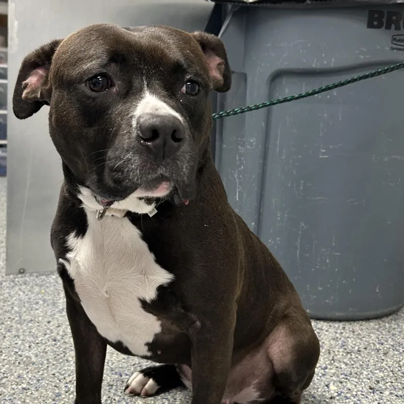 An adult medium-sized female Black Mixed Breed dog named Stacy for adoption in Greenville, SC