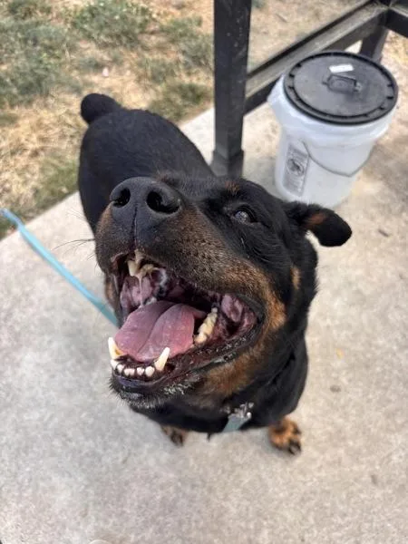 Brutus